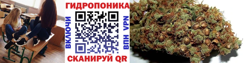 Купить закладки  Торопец  Бошки Шишки OG Kush 
